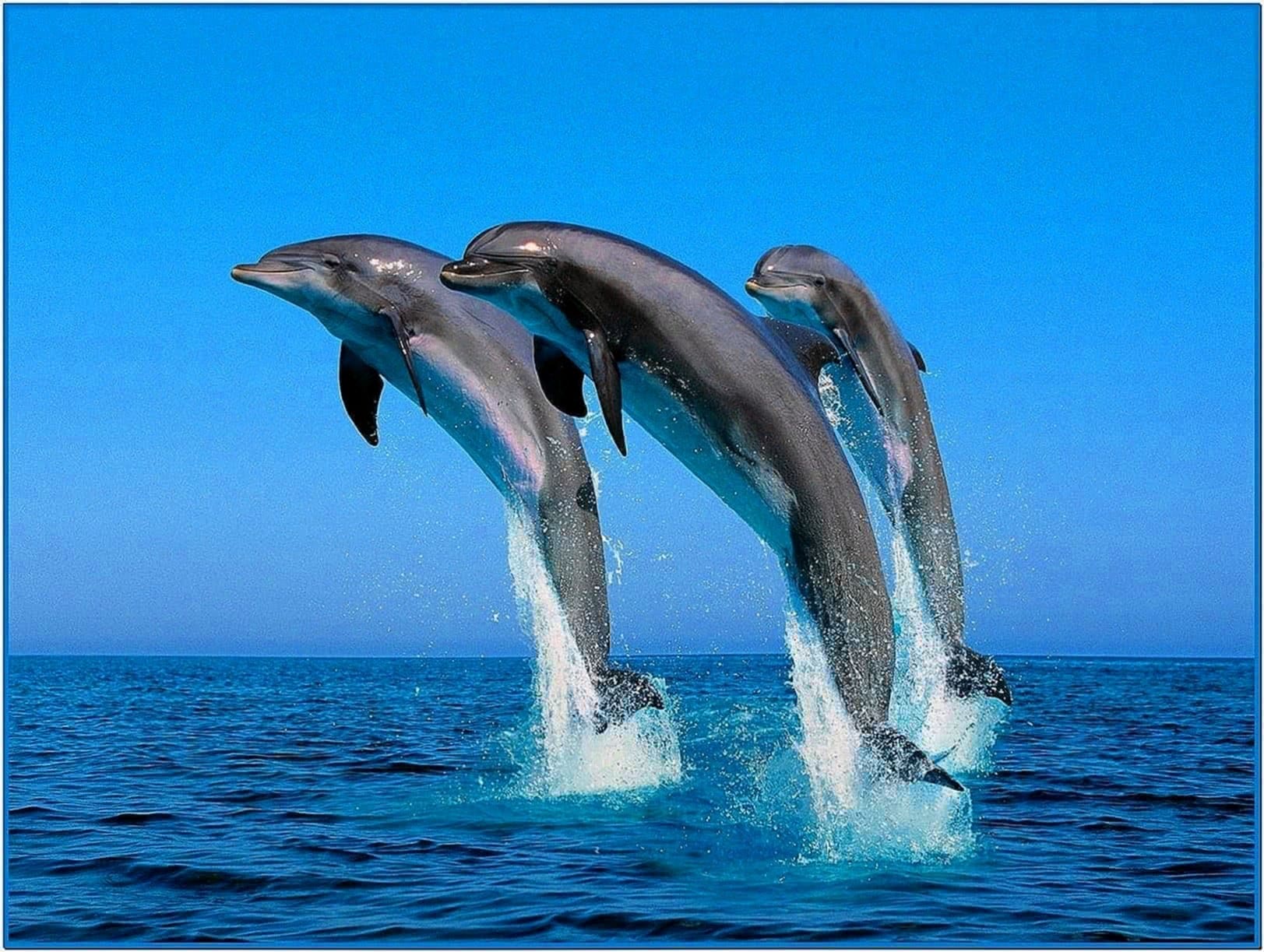 3D Dolphin Screensaver Windows 7