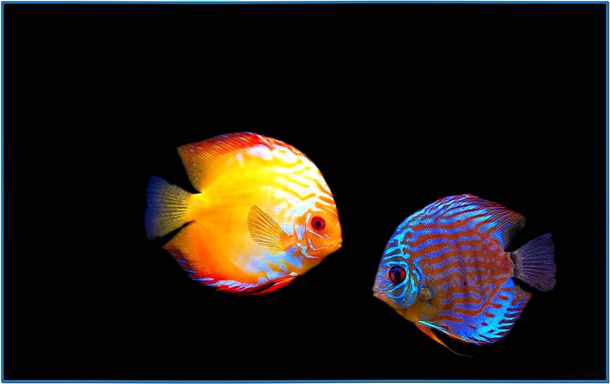 Amazing HD Aquarium Screensaver Windows