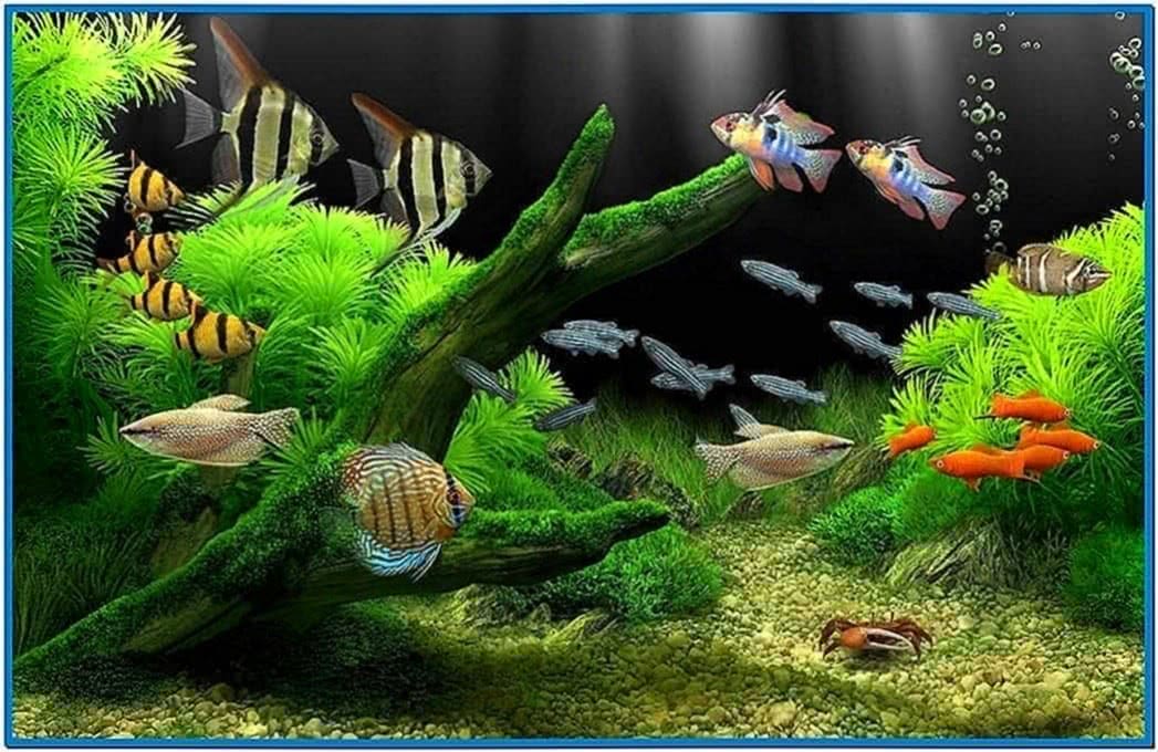 search best aquarium screensaver reddit
