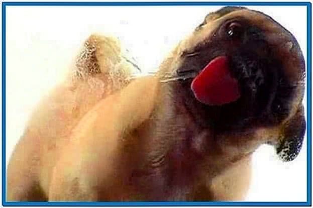 Chihuahua Dog Licking Screen Cleaner Screensaver