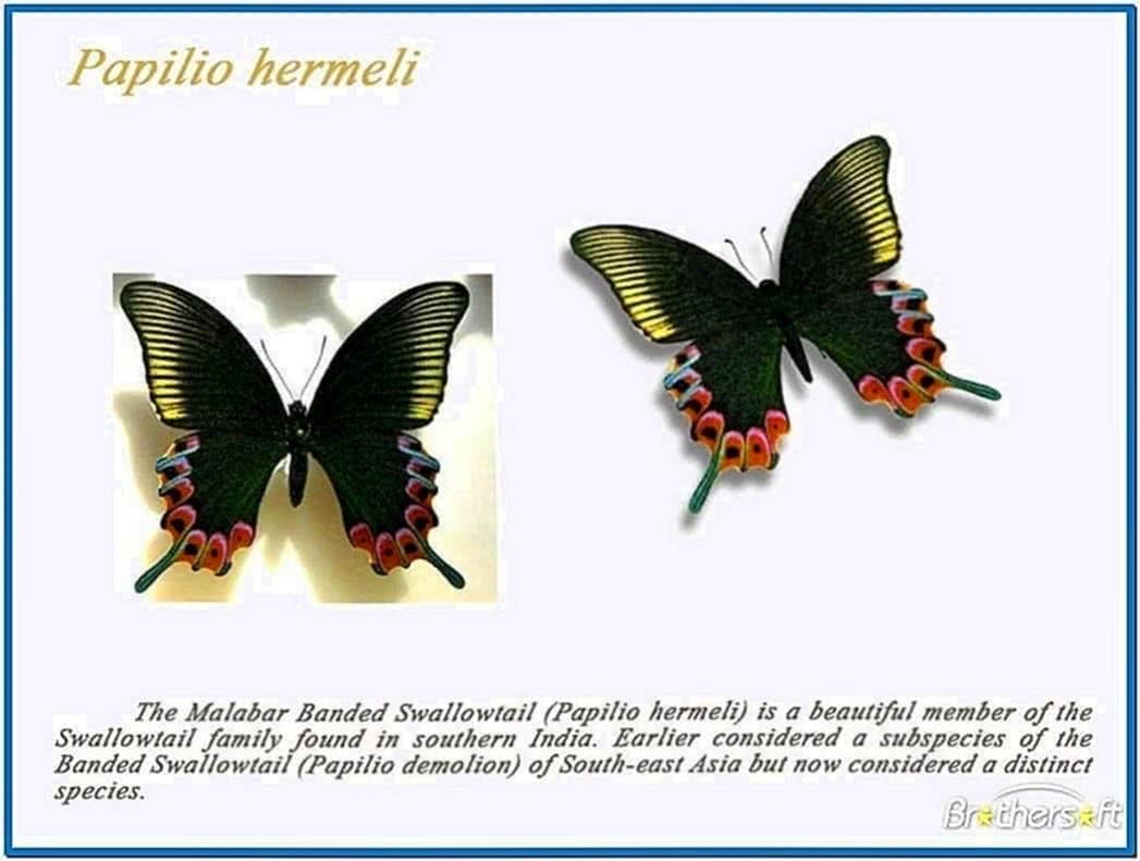 Desktop Butterfly 3D Screensaver 2