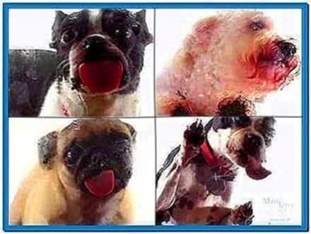 Dog Licking Screensaver Mac