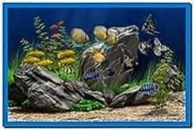 dream aquarium uhd screensaver 10 fishtanks 60fps download