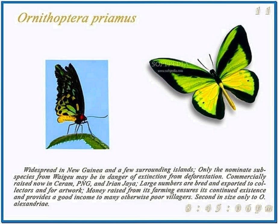 Forest Butterflies 3D Screensaver