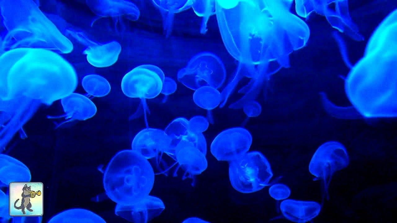 Jellyfish Aquarium Screensaver - Relaxing Music for Sleep, Study, Meditation & Yoga