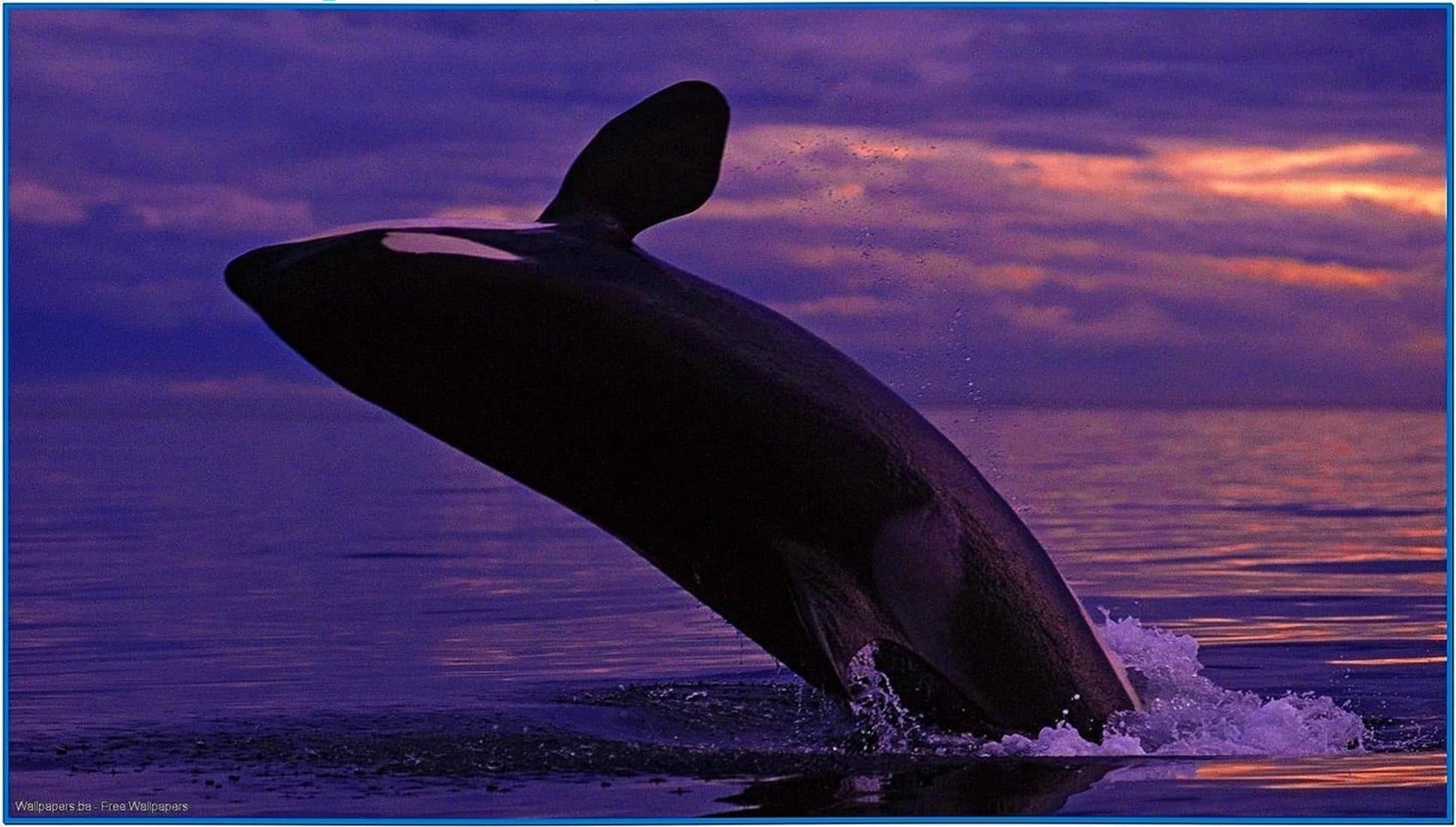 Orca Screensaver 3D Animated