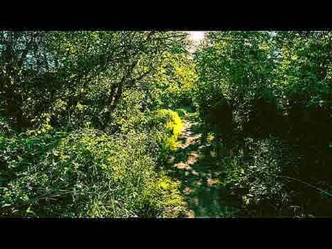 Screensaver 4K Nature Sound Forest Birds Singing