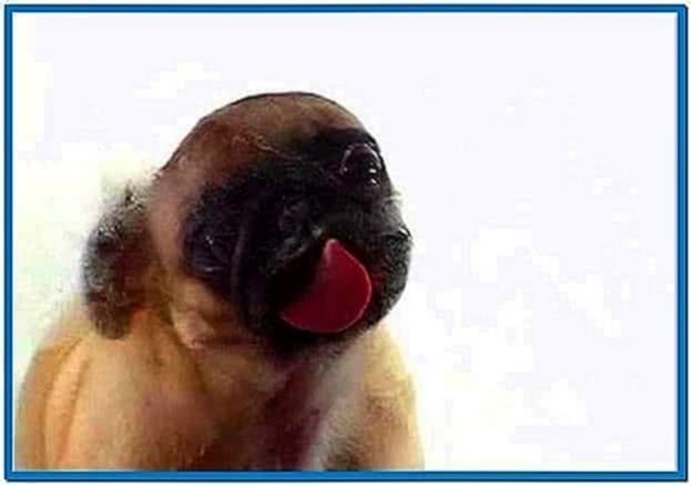 Pug Licking Screensaver