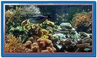 Screensaver Aquarium Real Life 1.0