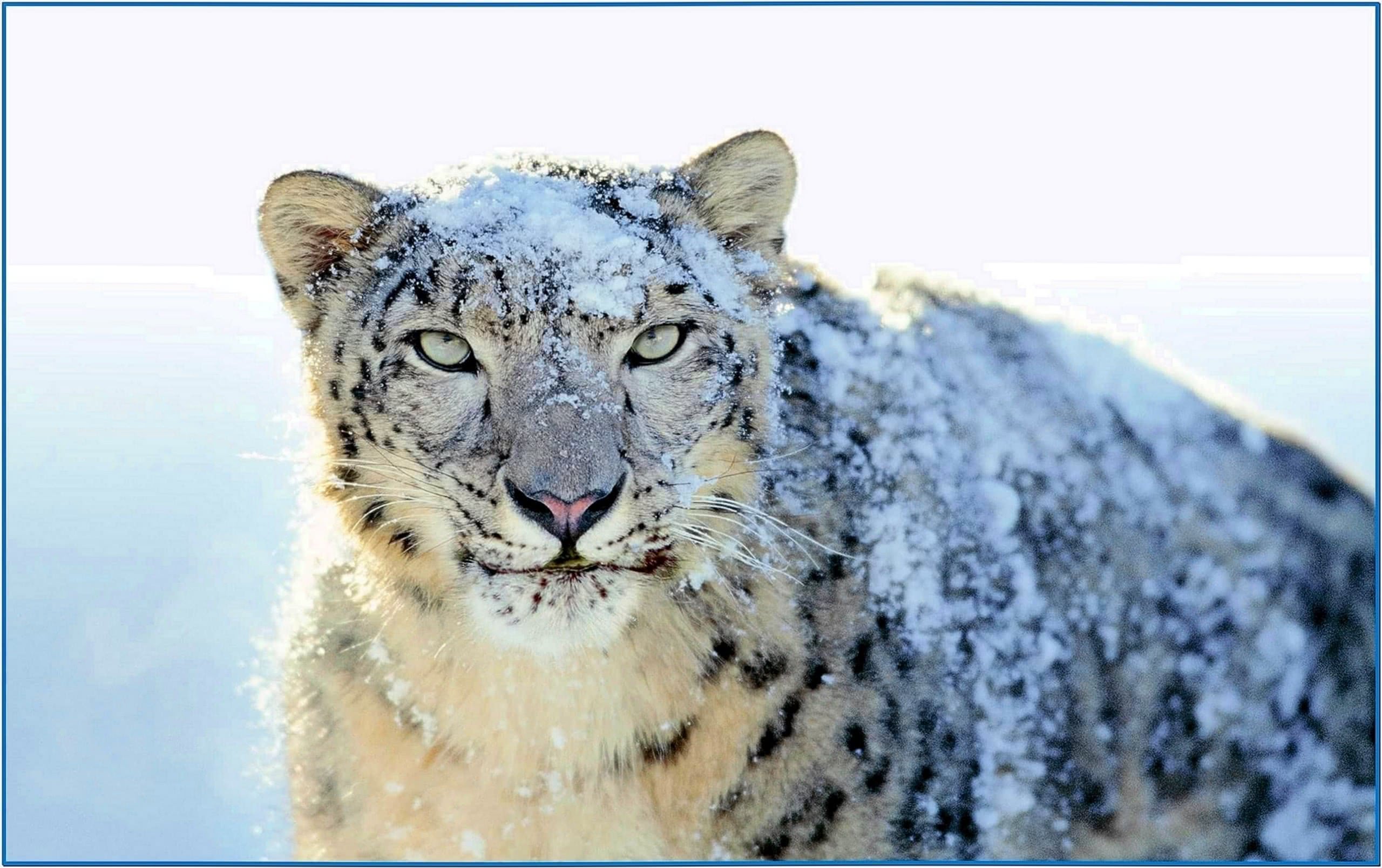 Screensaver Mac Snow Leopard