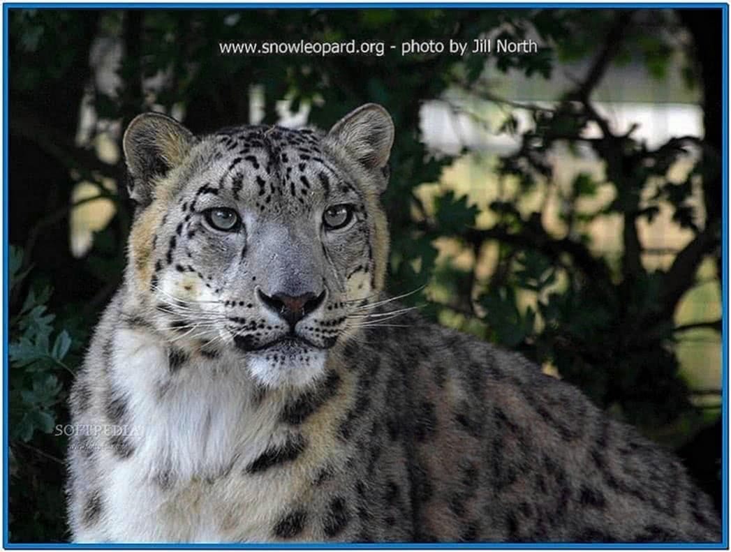 Screensaver Snow Leopard