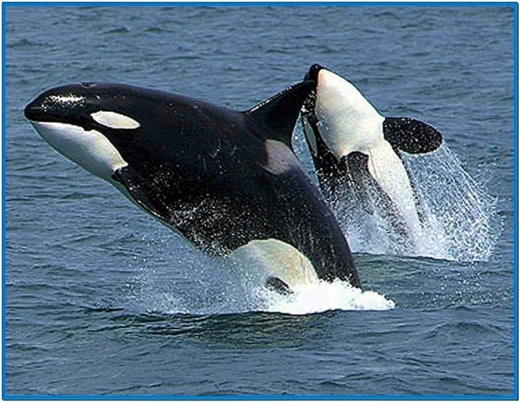 Screensavers Orca Whales