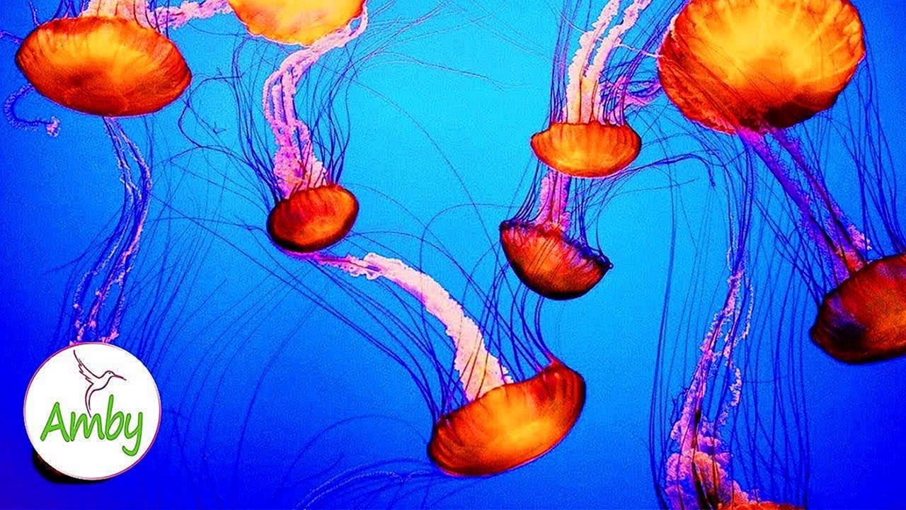 Jellyfish Aquarium Sleep Relax Meditation Screensaver