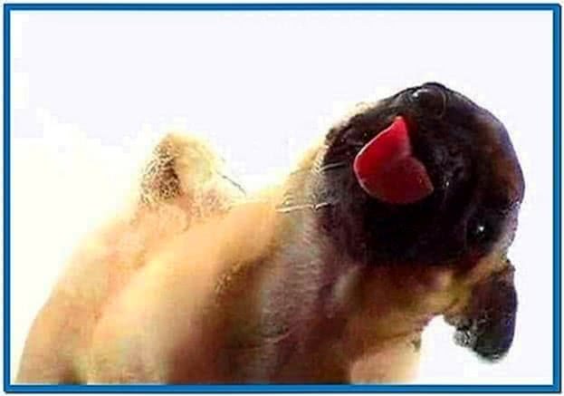 Vodafone Dog Licking Screen Screensaver