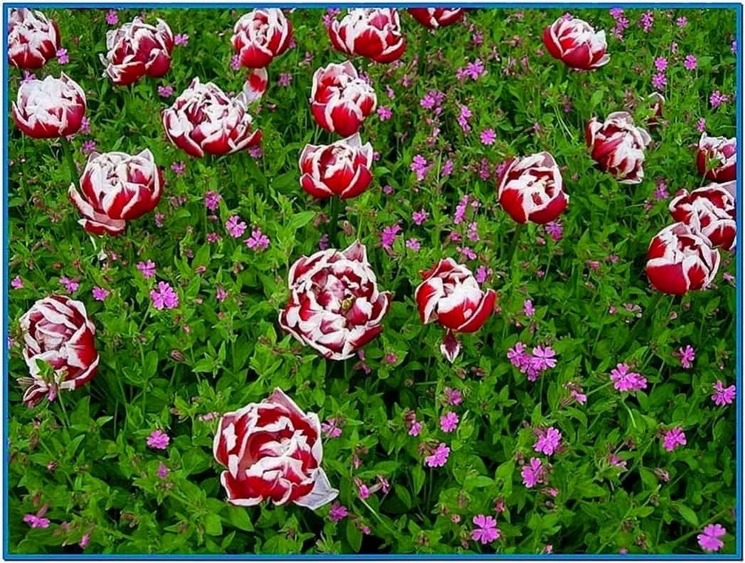 Wild Flowers 3D Screensaver and Animated Wallpaper