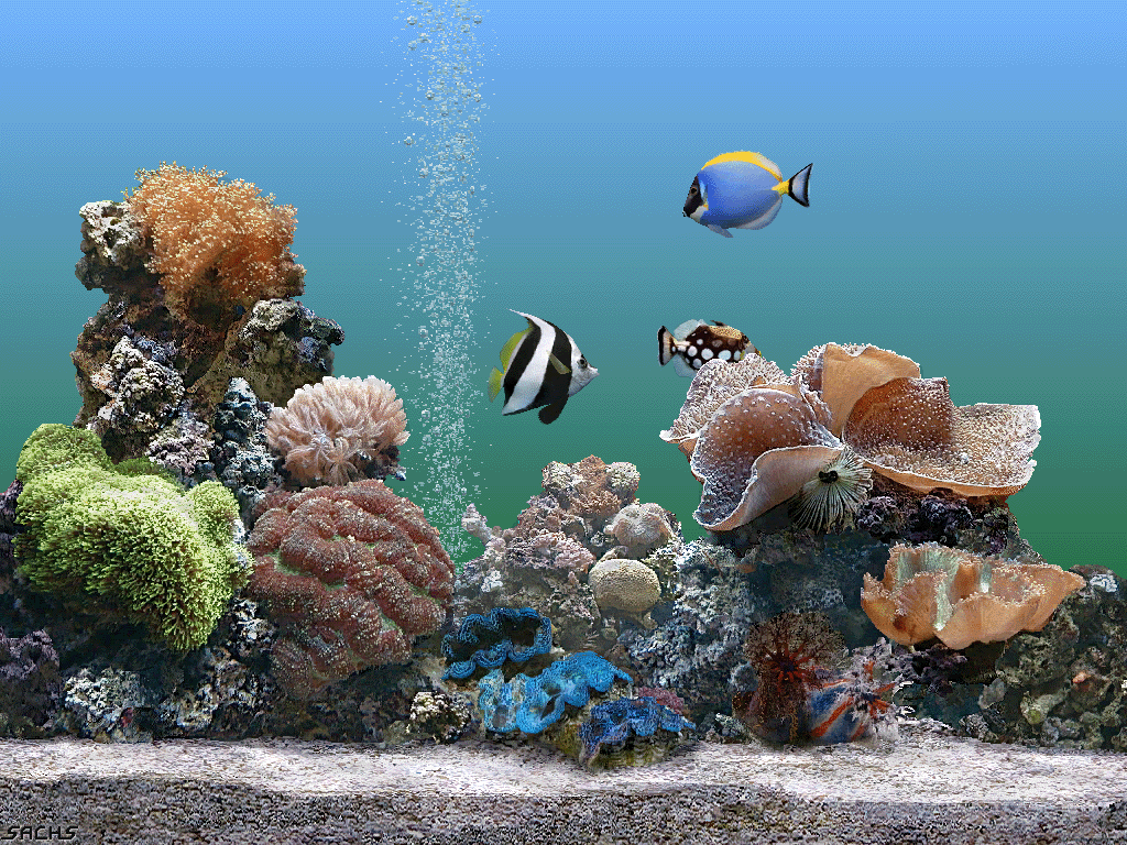 Windows XP Plus Aquarium Screensaver